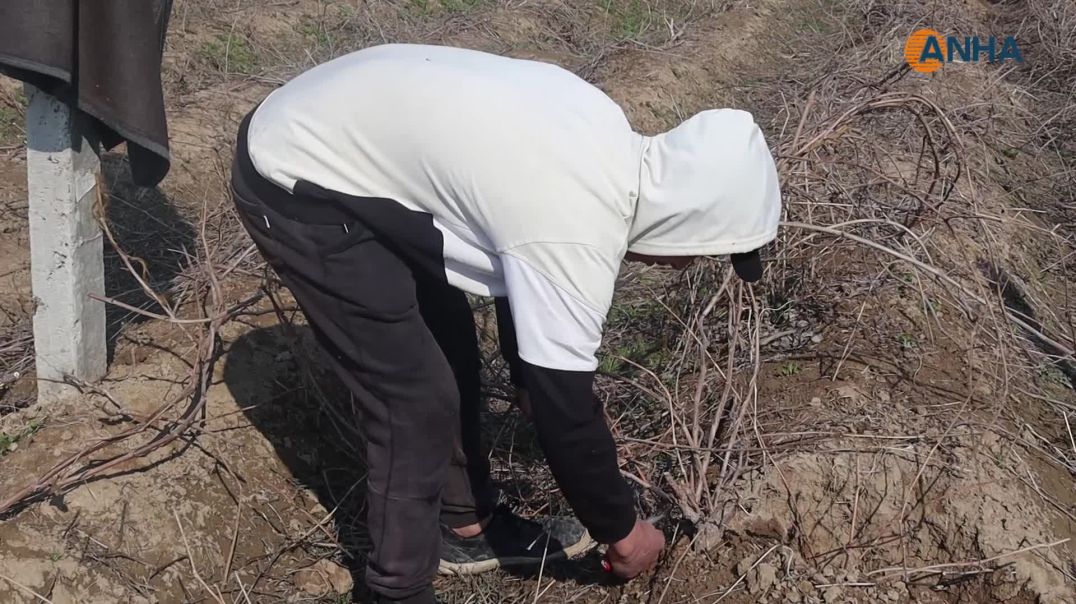 المباشرة بعملية تقليم الأشجار المثمرة
