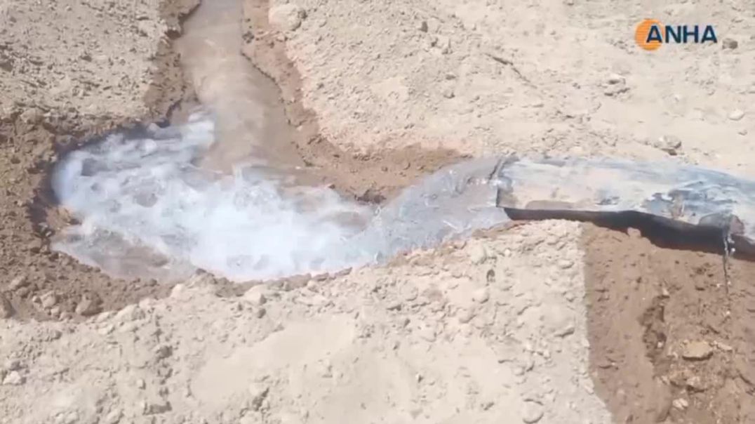 مزارعو الهول يبدؤون بزراعة "الذهب الأبيض"