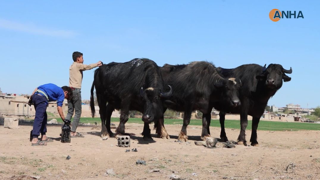 الجواميس والأطفال: لوحة ريفية تنبض بالحياة