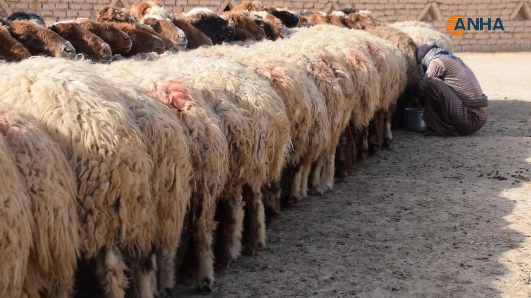 ⁣نساء الرقة يُجدّدن تقاليد صناعة الجبن.. من حليب الأغنام إلى موائد الطعام