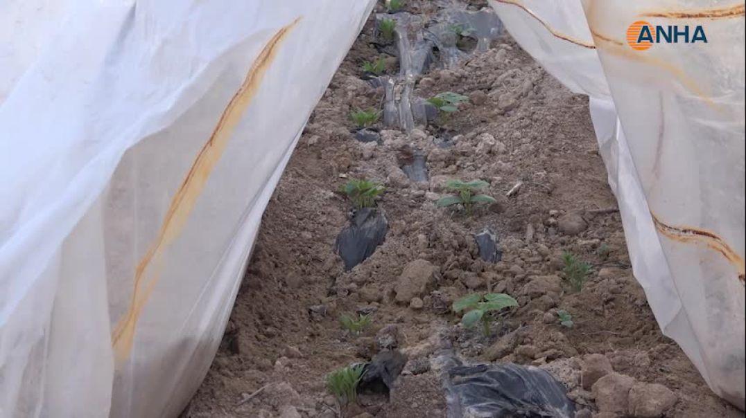 مزارعو الهول يلجؤون للزراعة المغطاة.. إنتاج مبكر وحماية من تقلبات الطقس