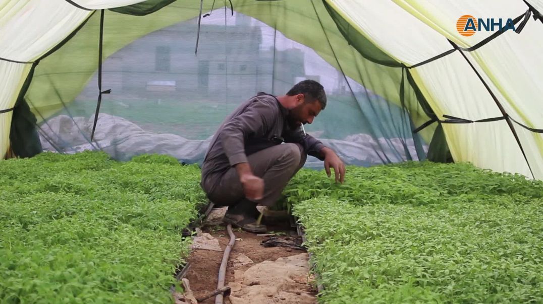 ⁣بعد خسارة الحبوب.. مزارعو تل براك يزرعون الخضار الصيفية