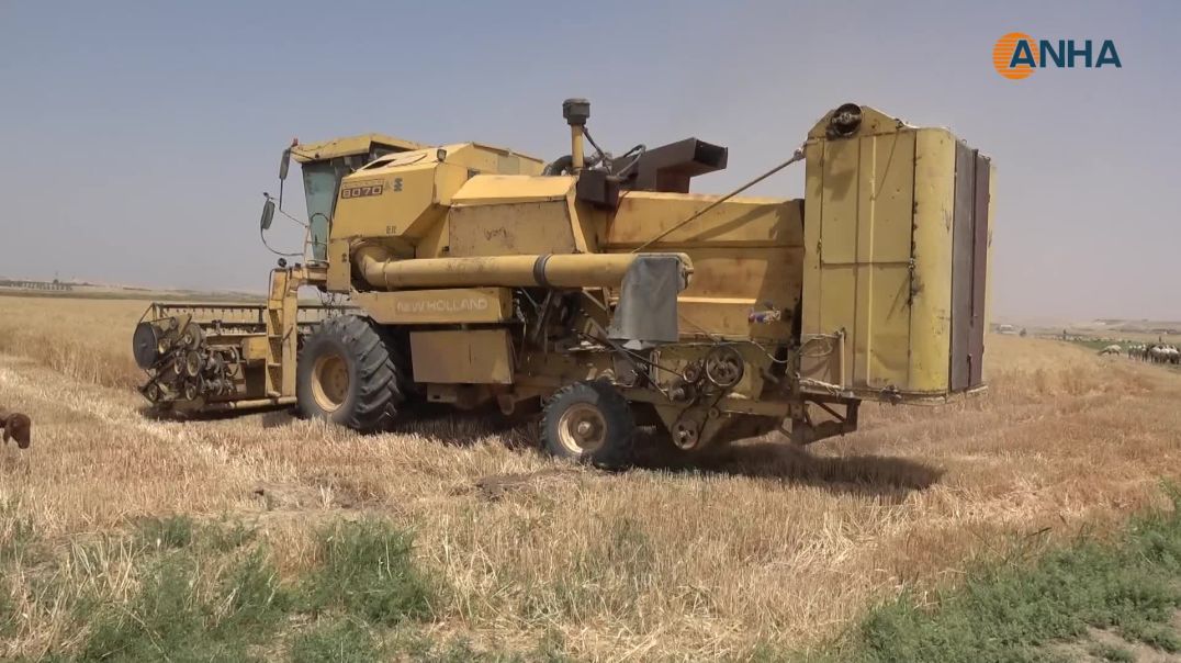 ⁣موسم حصاد القمح مخيباً للآمال رغم جهود الإدارة الذاتية لدعم المزارعين