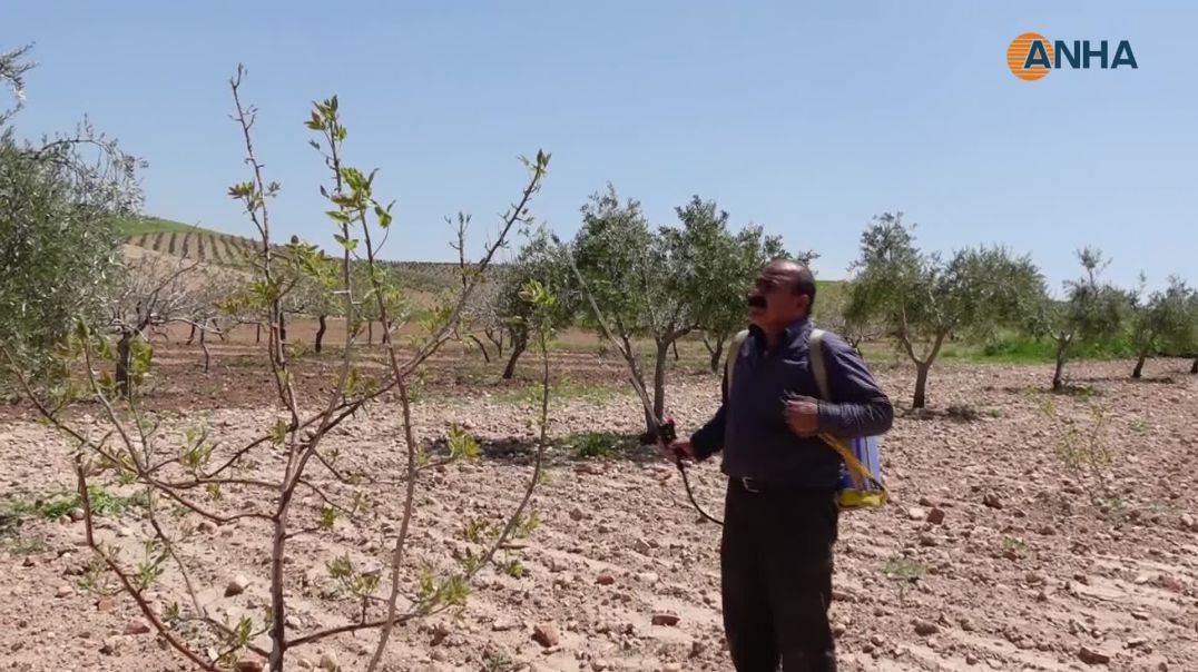 ⁣المزارعون يباشرون رش الأشجار بالأدوية والمبيدات